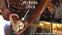 Petrified Leech.