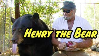 Henry the Bear video.