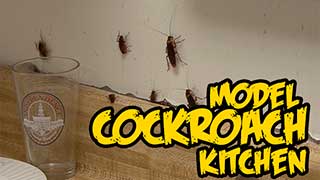 Model Cockroach Kitchen.